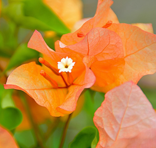 bougainvillea 6767123 1920.jpg