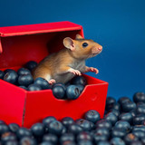 www.naked-ai.art - A red box of blue berries with a rat dancing inside