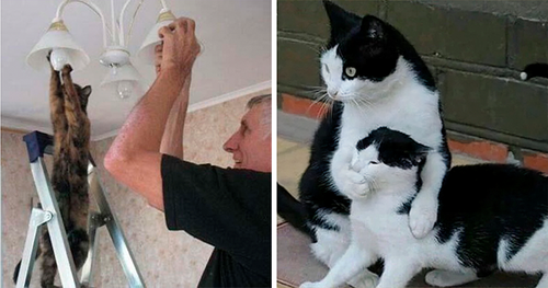 weird funny cats weirdlilguys coverimage 2.png