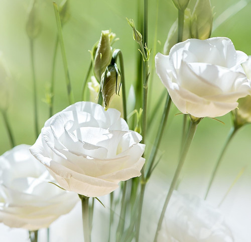 lisianthus 1349799 1920.jpg