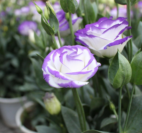 lisianthus 4967634 1920.jpg
