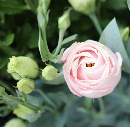 lisianthus 4967626 1920.jpg