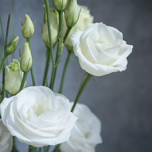 lisianthus 1402805 1920.jpg