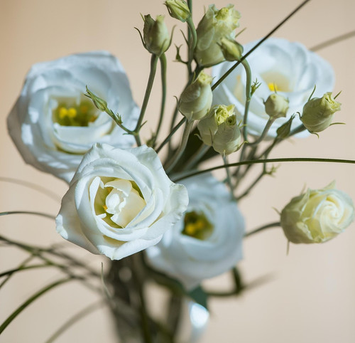 lisianthus 1402730 1920.jpg