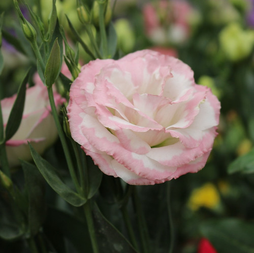 lisianthus 4930214 1920.jpg