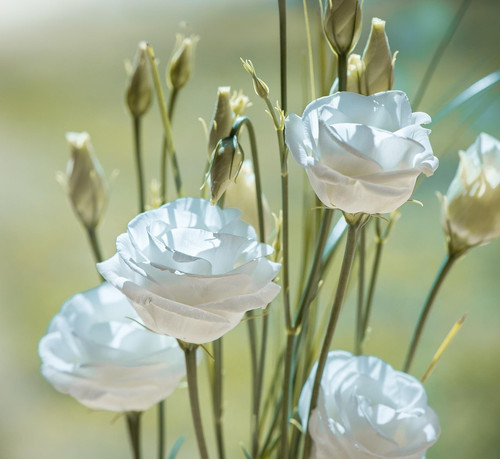 lisianthus 1402486 1920.jpg
