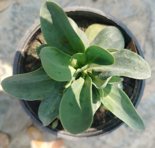 IMG 20250221 131224.jpg