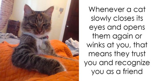 cat facts fb17 700 png.jpg