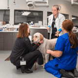 Trusted Veterinary Care at Best Animal Hospital Victoria.gif