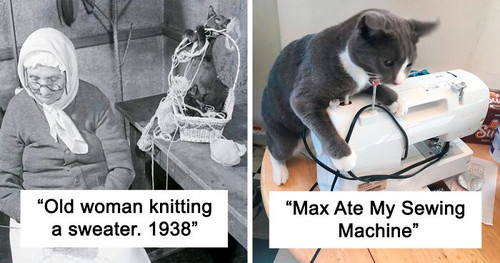 cats destroy stuff twitter fb47 png 700.jpg