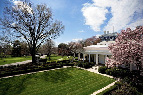 The White House Cherry Blossom Spring 2025 (8).jpg