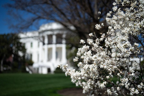 The White House Cherry Blossom Spring 2025 (3).jpg