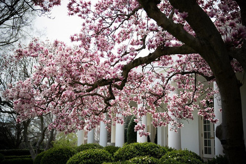 The White House Cherry Blossom Spring 2025 (9).jpg