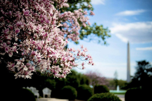 The White House Cherry Blossom Spring 2025 (10).jpg