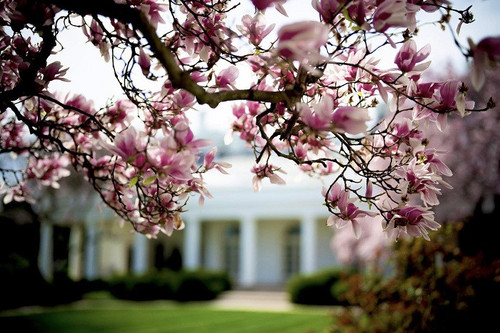 The White House Cherry Blossom Spring 2025 (1).jpg