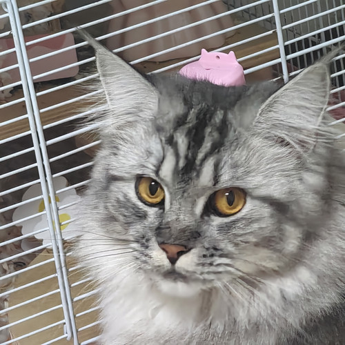 IMG 20250314 055513.jpg