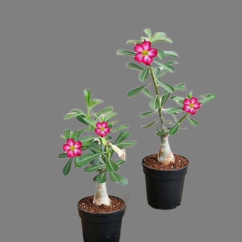 image search 1743302319457.jpg