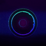 UnsteadyUltimateFattaileddunnart small.gif