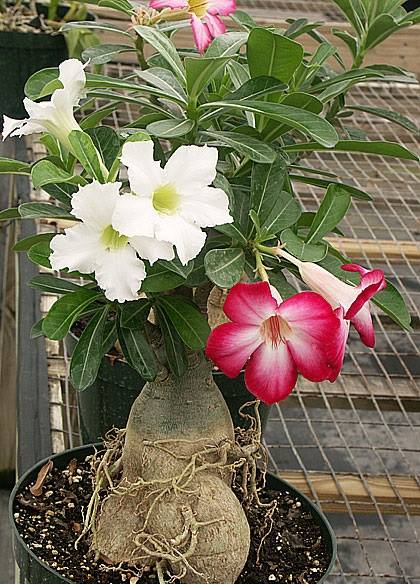image search 1743302501159.jpg