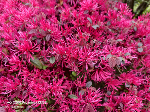 IMG 20250330 120001.jpg