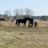 DSC 0036 DxO