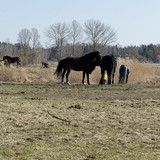 DSC 0037 DxO