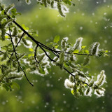 hayfever2503