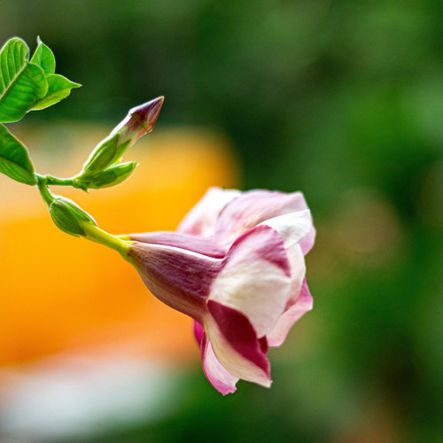 flower 7314669 1920.jpg