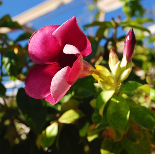 allamanda 7054437 1920.jpg