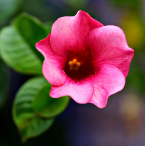 allamanda 7332509 1920.jpg