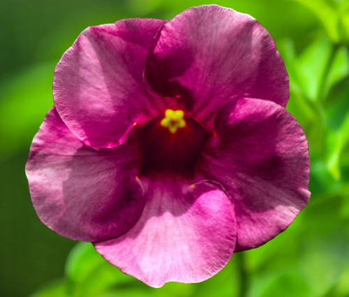allamanda blanchetii 5093321 1920.jpg