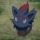 Zorua laughs