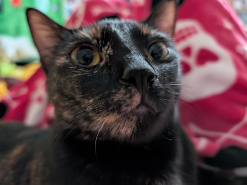 PXL 20250129 094340882