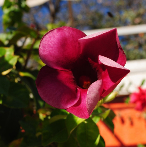 allamanda 7054440 1920.jpg