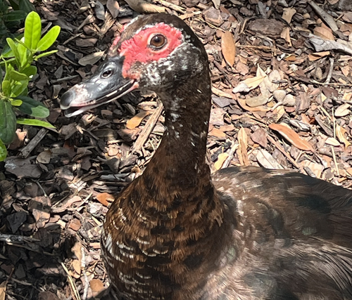 Screenshot 2025 03 29 at 13 45 42 6 D3 B650 F C992 4 B34 AD1 B 7 FF98 B6340 DF.jpg (JPEG Image 3024 .png