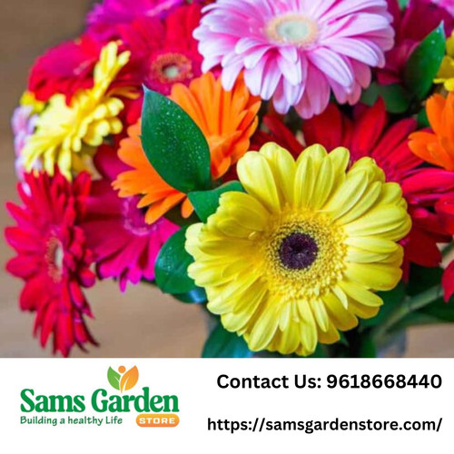 Best Combo Flower Seeds.jpg