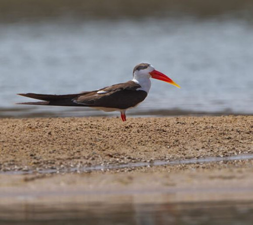 Birding in Rajasthan.jpg