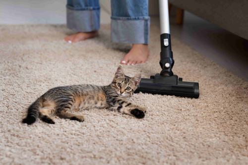 Experience Clean Carpets with Brothers Cleaning Services – Trusted Cleaning Experts.jpg