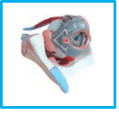 DWUAPE407SK.png