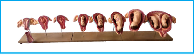 DWUAPE429SK.png