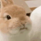 QQ图片20250313164319.gif