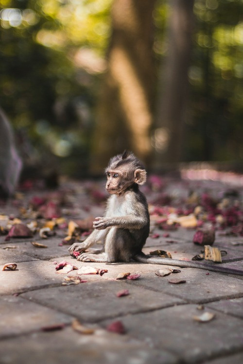 monkey.jpg