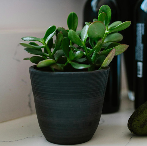 pexels rdne 10432373.jpg