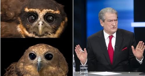 11819866137300924484?url=https%3A%2F%2Fshqiptarja.com%2Fuploads%2F780x440%2F1741871546 bufirama.jpg%.jpg