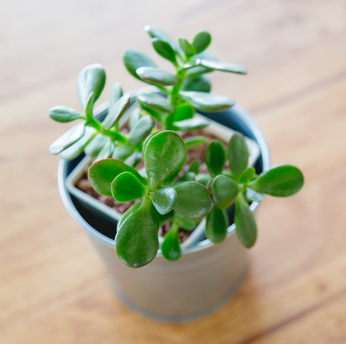 Cactus in the vase decor on wooden table.jpg