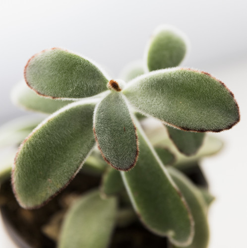 succulent office plant.jpg
