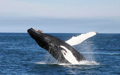 freeCodeCamp HTML Lab02 Iceland Whales.jpg
