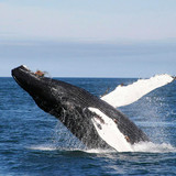 freeCodeCamp HTML Lab02 Iceland Whales