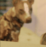 meth dog crazy dance (2).gif