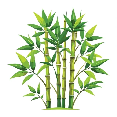 bamboo.webp